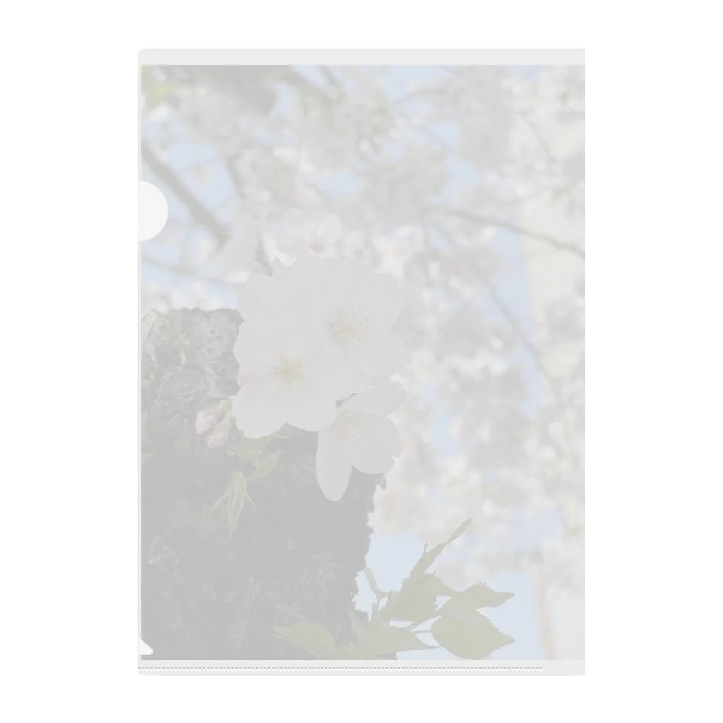 まこの見た景色の桜 Clear File Folder