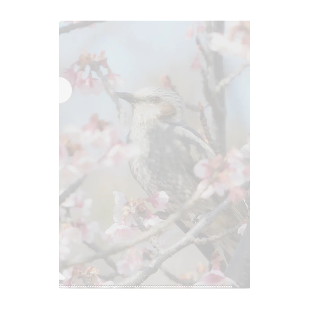 とりどり舎の桜とヒヨドリ Clear File Folder