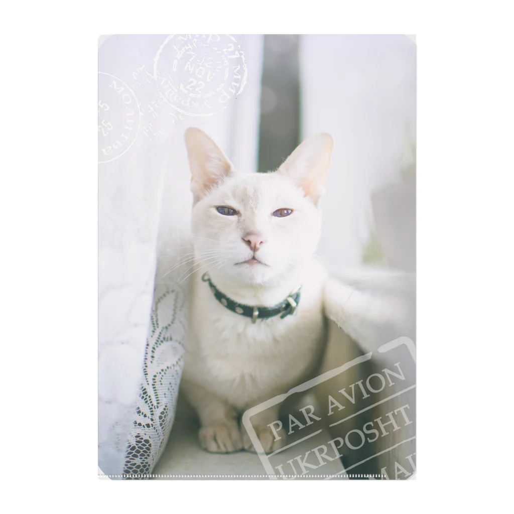 海賊猫 cocoのウクライナの猫 MurchikくんとNikotinくん♡ Cats ♡ Ukrainian cats #ウクライナ 本と猫 Donation Items Clear File Folder