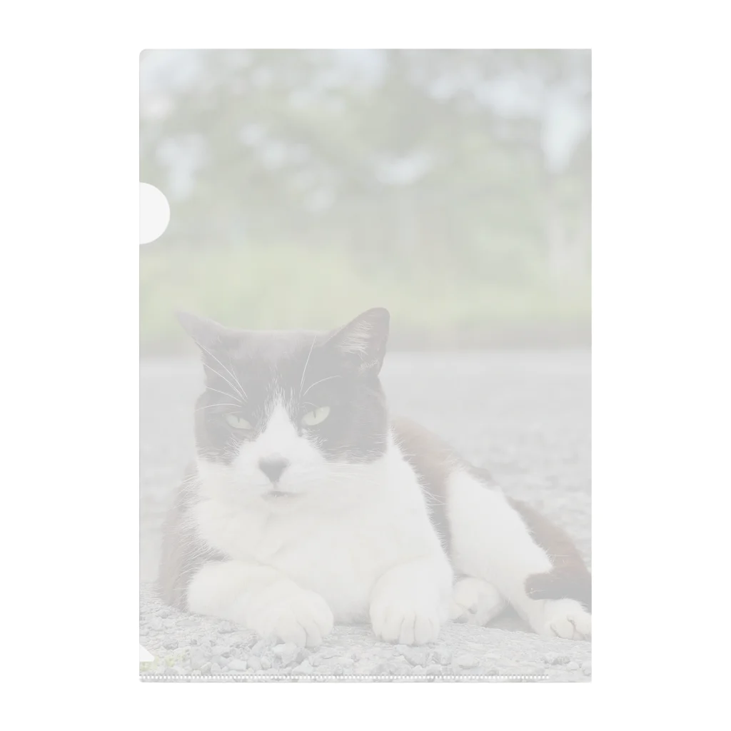 ちょろ母ねこ写真グッズのボスねこ Clear File Folder