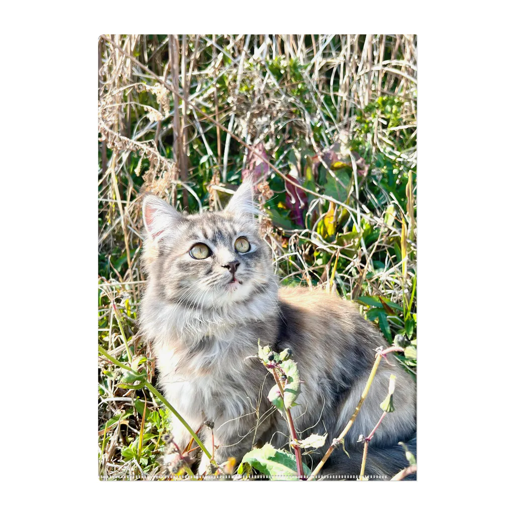 ちょろ母ねこ写真グッズのまぶちゃん Clear File Folder