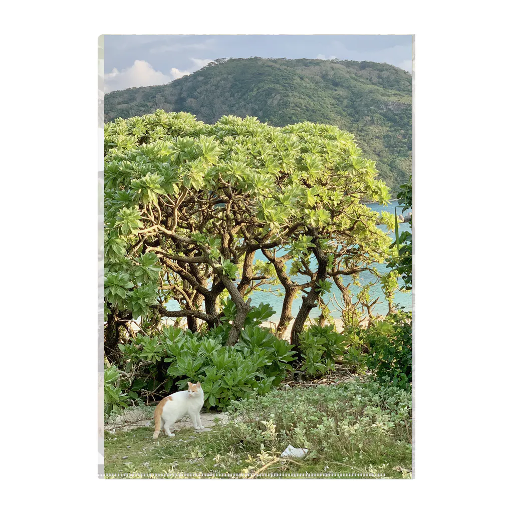 ちょろ母ねこ写真グッズの阿嘉島ねこ1 Clear File Folder