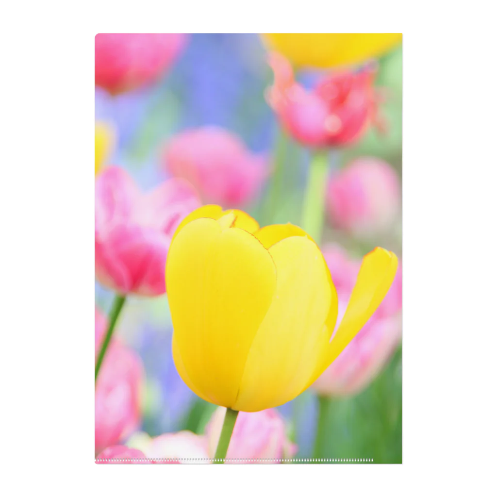 HAPPY TULIPのTULIP YELLOWYELLOW クリアファイル