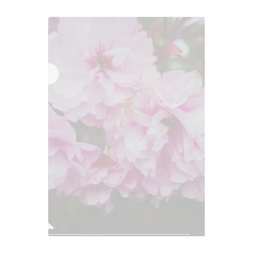 KARINの桜2022-2 Clear File Folder
