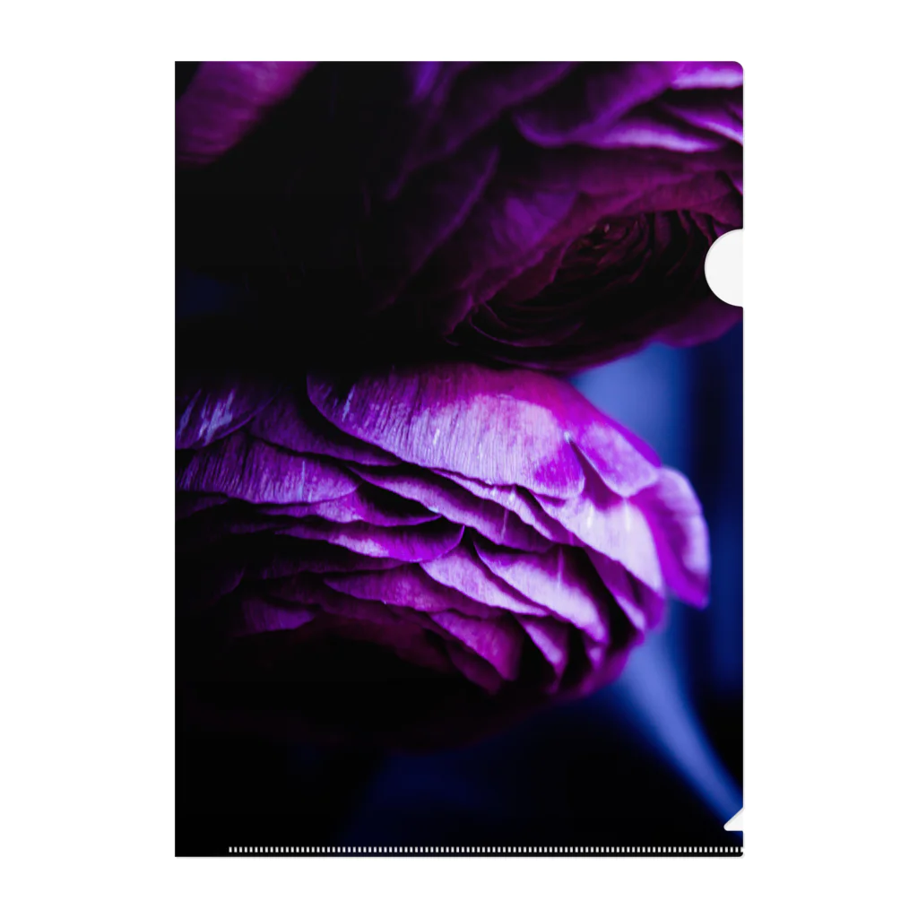 LysPourpreのPurple ranunculus Clear File Folder