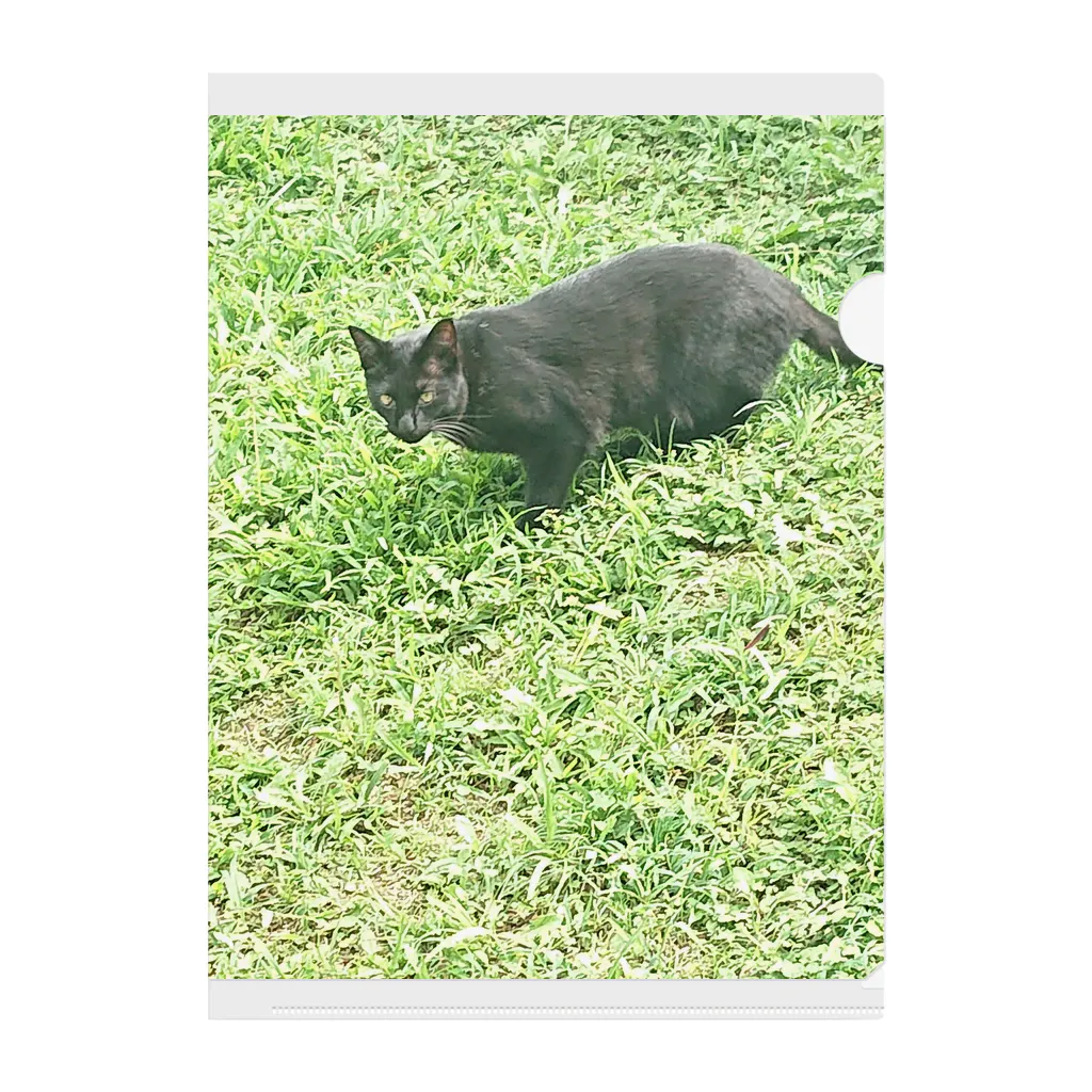 天光のねこ部屋の黒猫カカオの庭 Clear File Folder