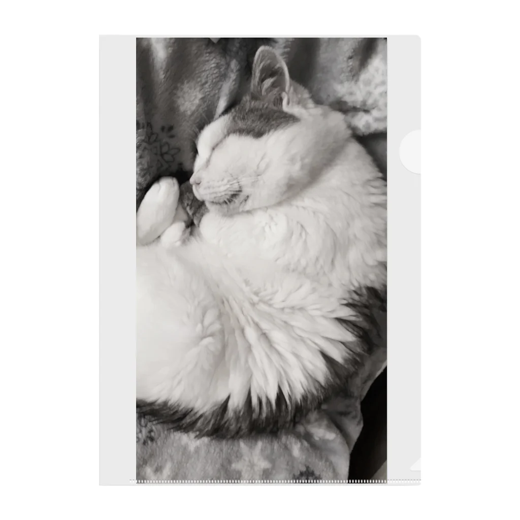 KAZU SHOPの可愛い猫のお昼寝　癒し クリアファイル