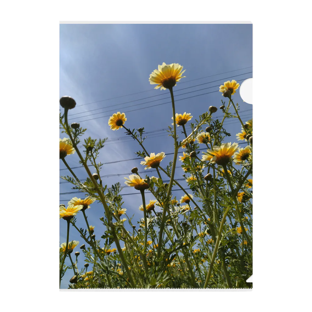 MMの黄色い春菊の花 クリアファイル