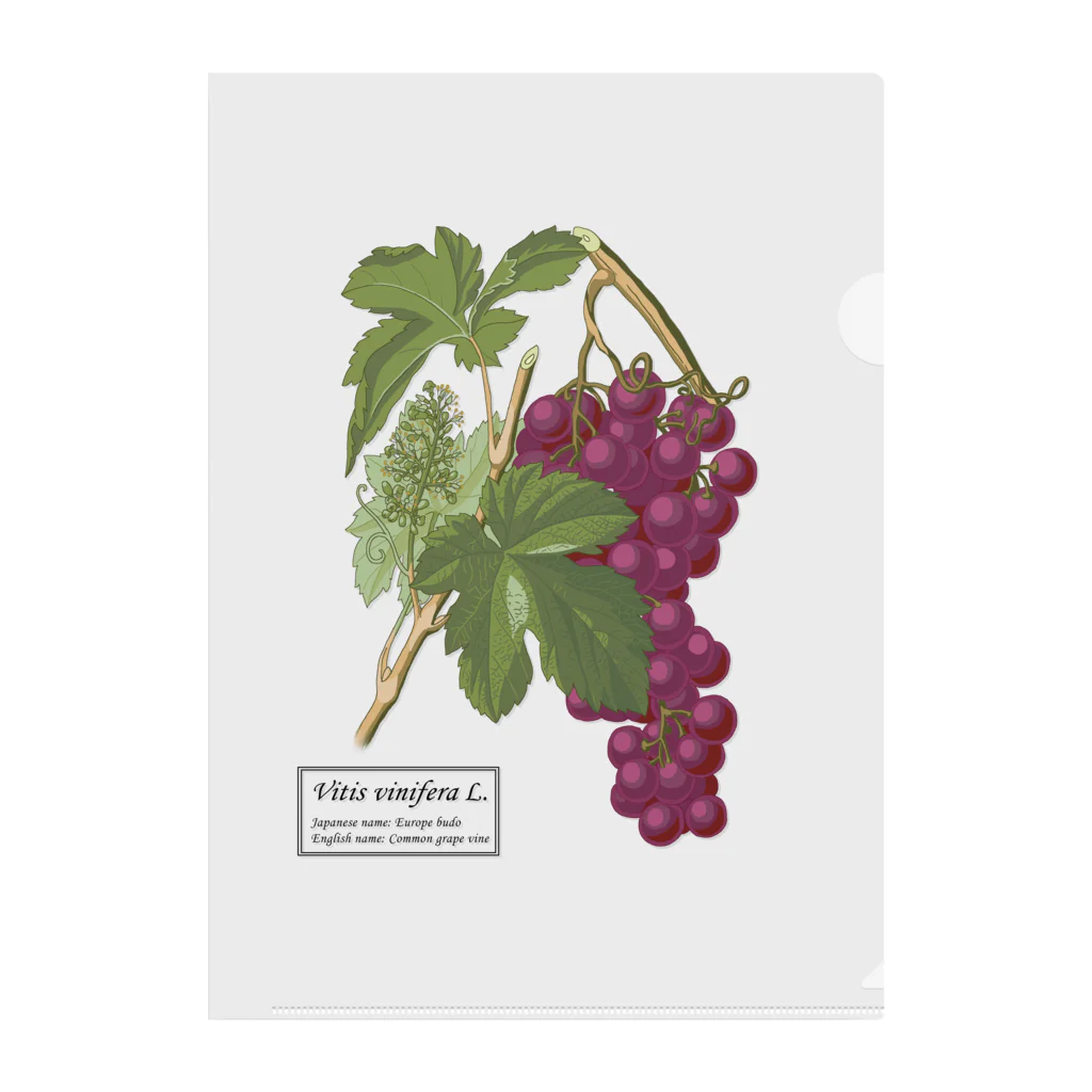 たくみのグッズショップのヨーロッパブドウ（Vitis vinifera） Clear File Folder