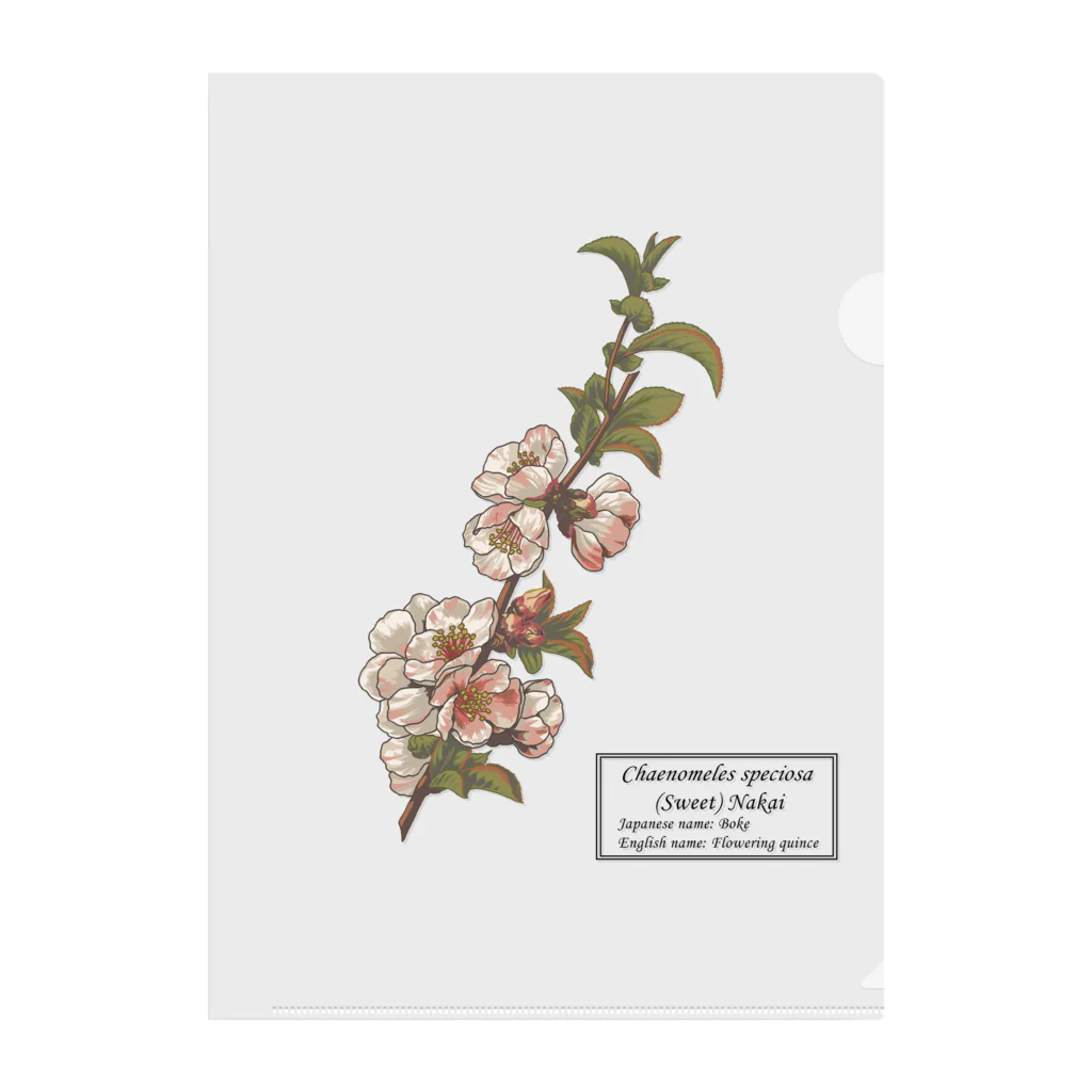 たくみのグッズショップのボケ（Chaenomeles speciosa） Clear File Folder