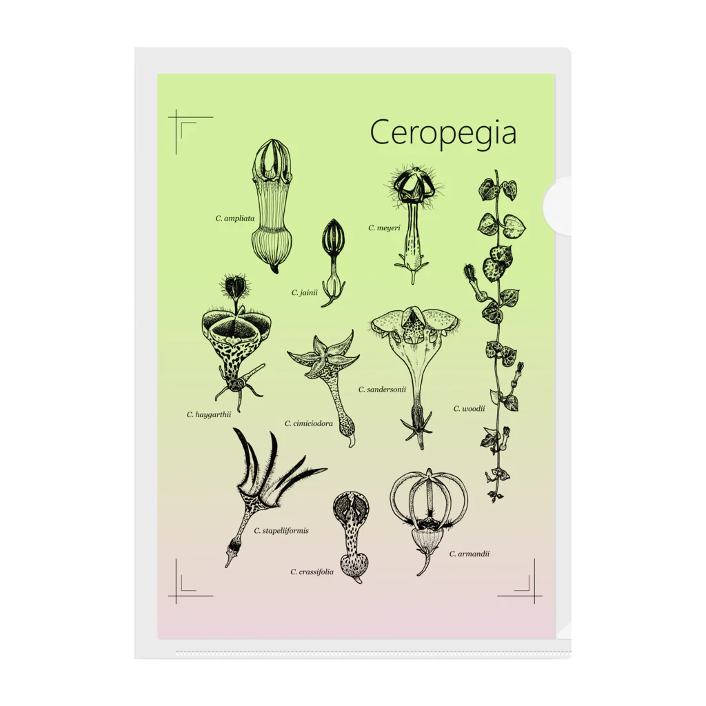 DOTEKKOのT-29 Ceropegia  Clear File Folder