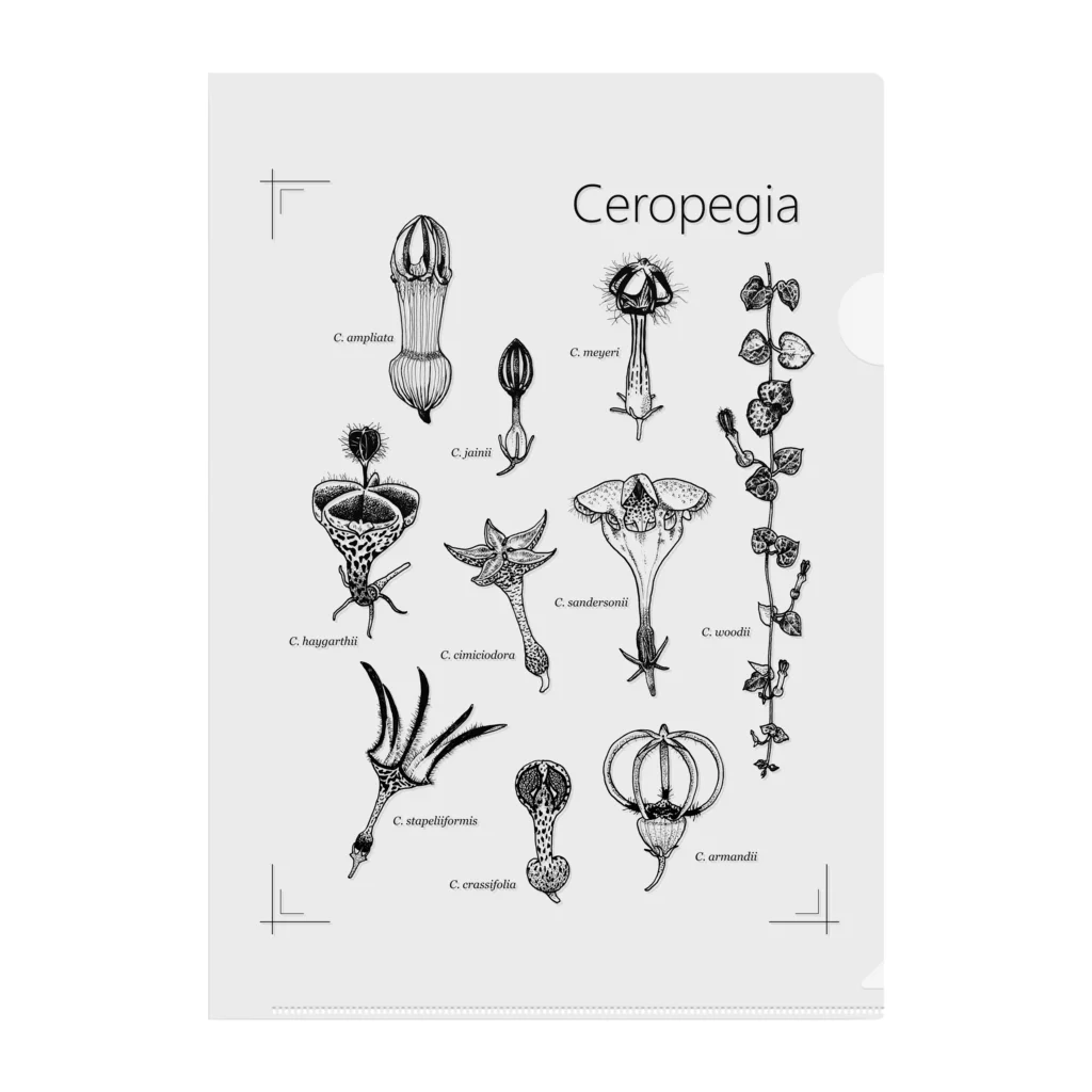 DOTEKKOのT-29 Ceropegia Clear File Folder