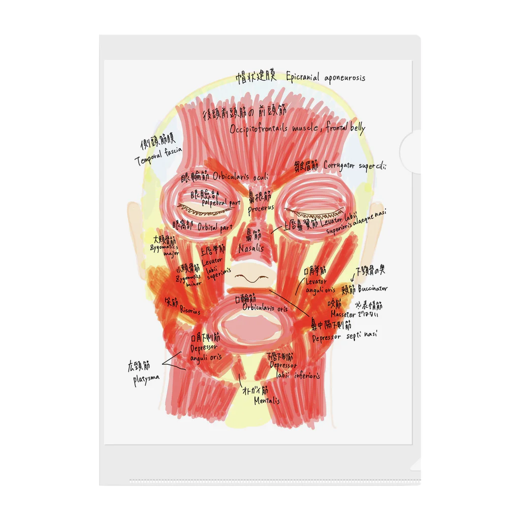  医学生のノートの顔の筋肉 クリアファイル