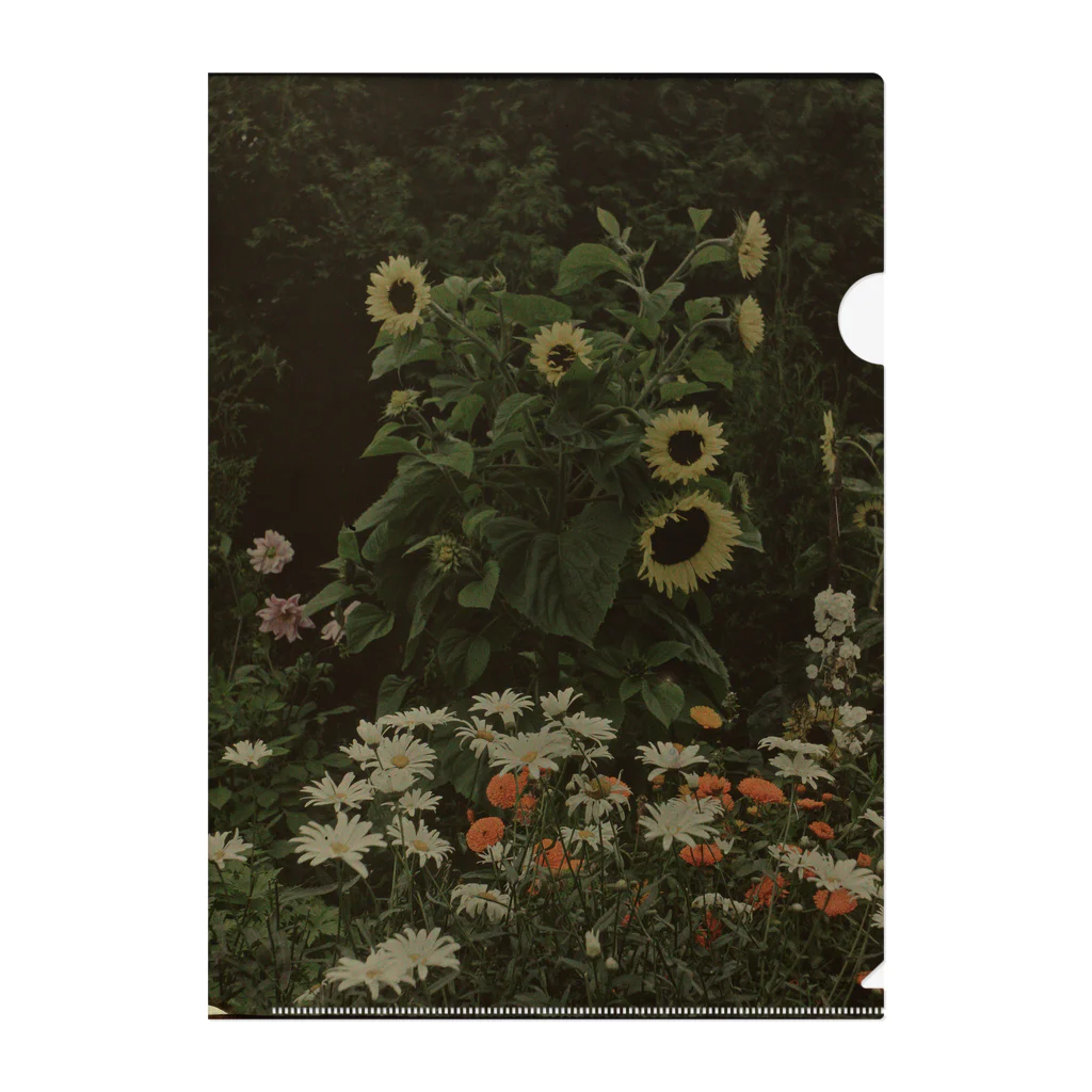 The Netherlands paintingのひまわりと家の庭／Tuin van het huis Kersbergen, Zeist, met onder andere zonnebloemen Clear File Folder