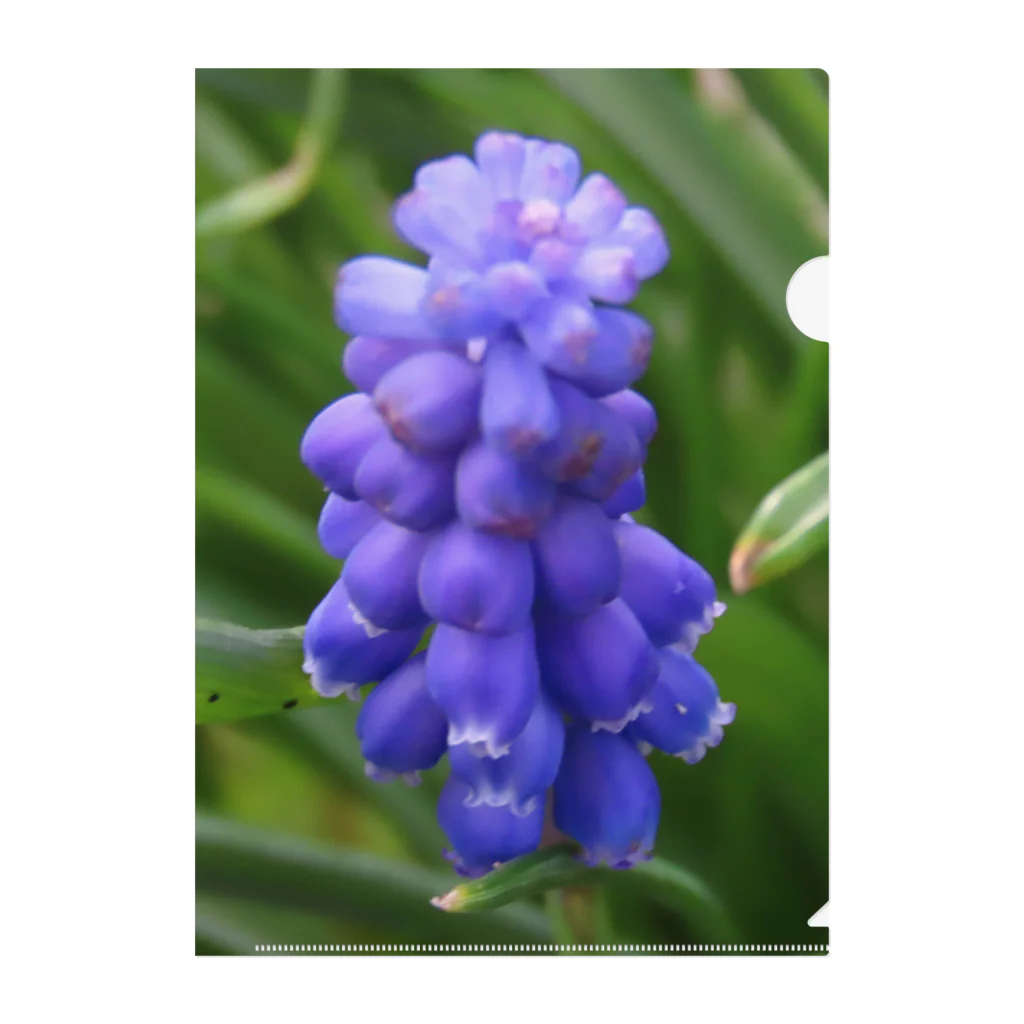 でおきしりぼ子の実験室のMuscari botryoides(1:1) Clear File Folder