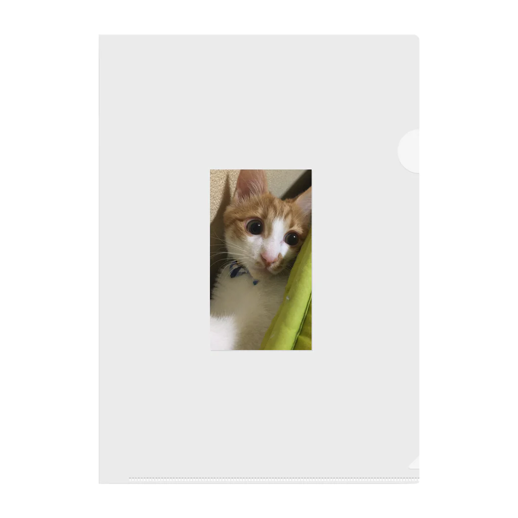 むむ😸🍈(mumu)グッズの茶白猫むむ Clear File Folder