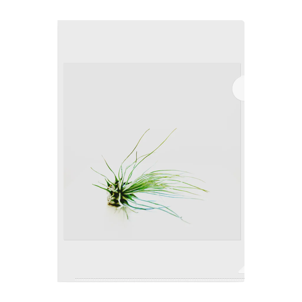 a.c.a.botanicalのTillandsia クリアファイル