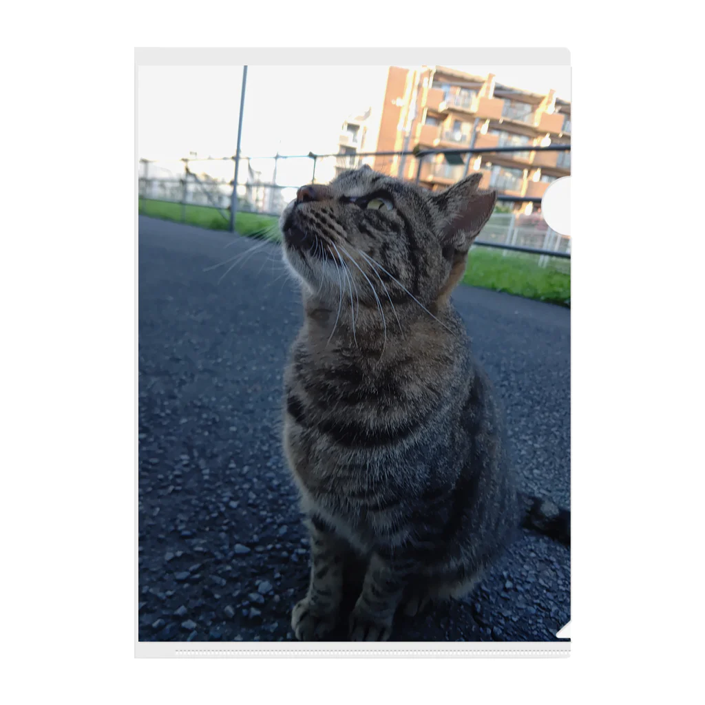 ながしっぽ from.さくらねこの家のとらちゃん　type.Ｂ Clear File Folder