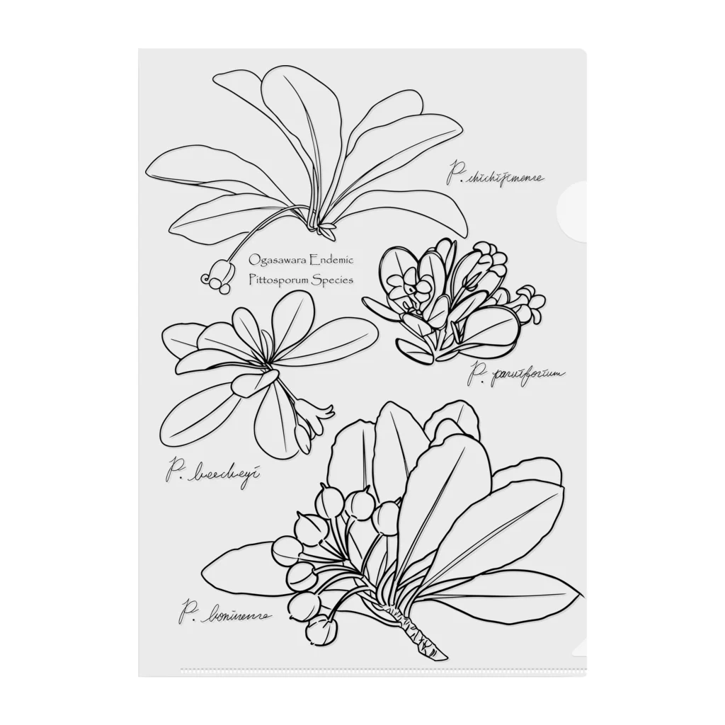 小笠原の植物の小笠原の固有植物(i)トベラ4種クリアファイル クリアファイル
