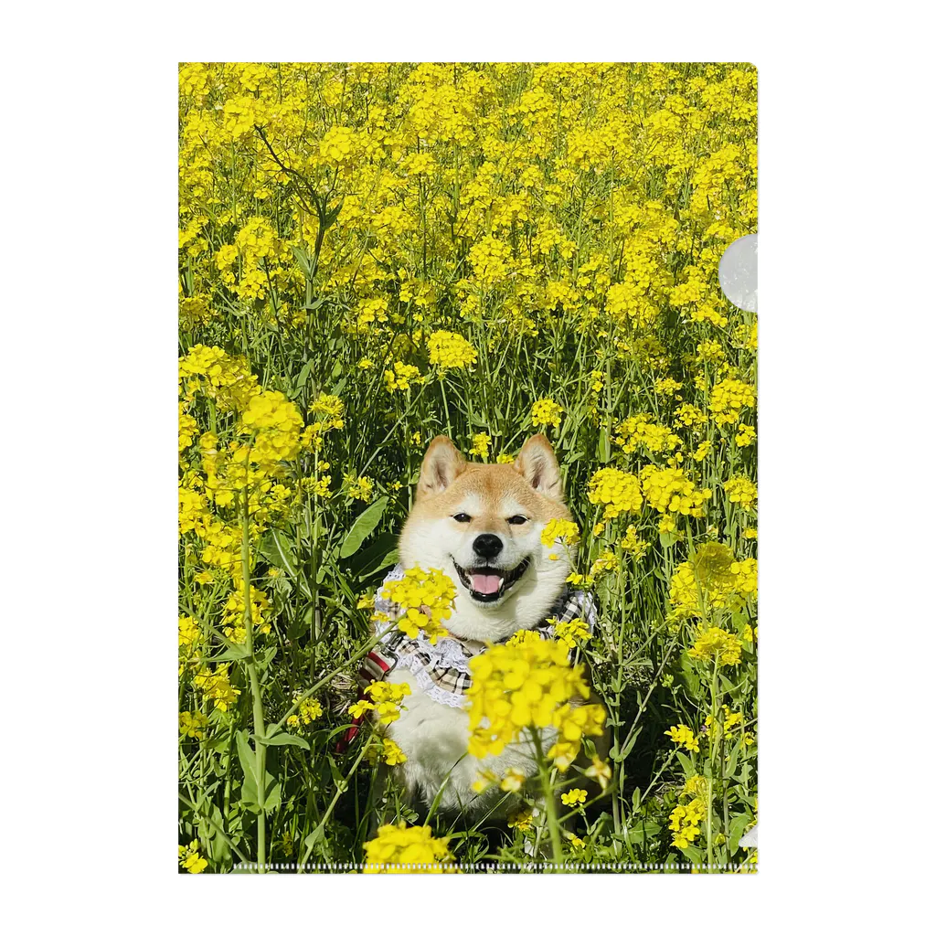 ハナちゃんの！の菜の花ハナちゃん Clear File Folder