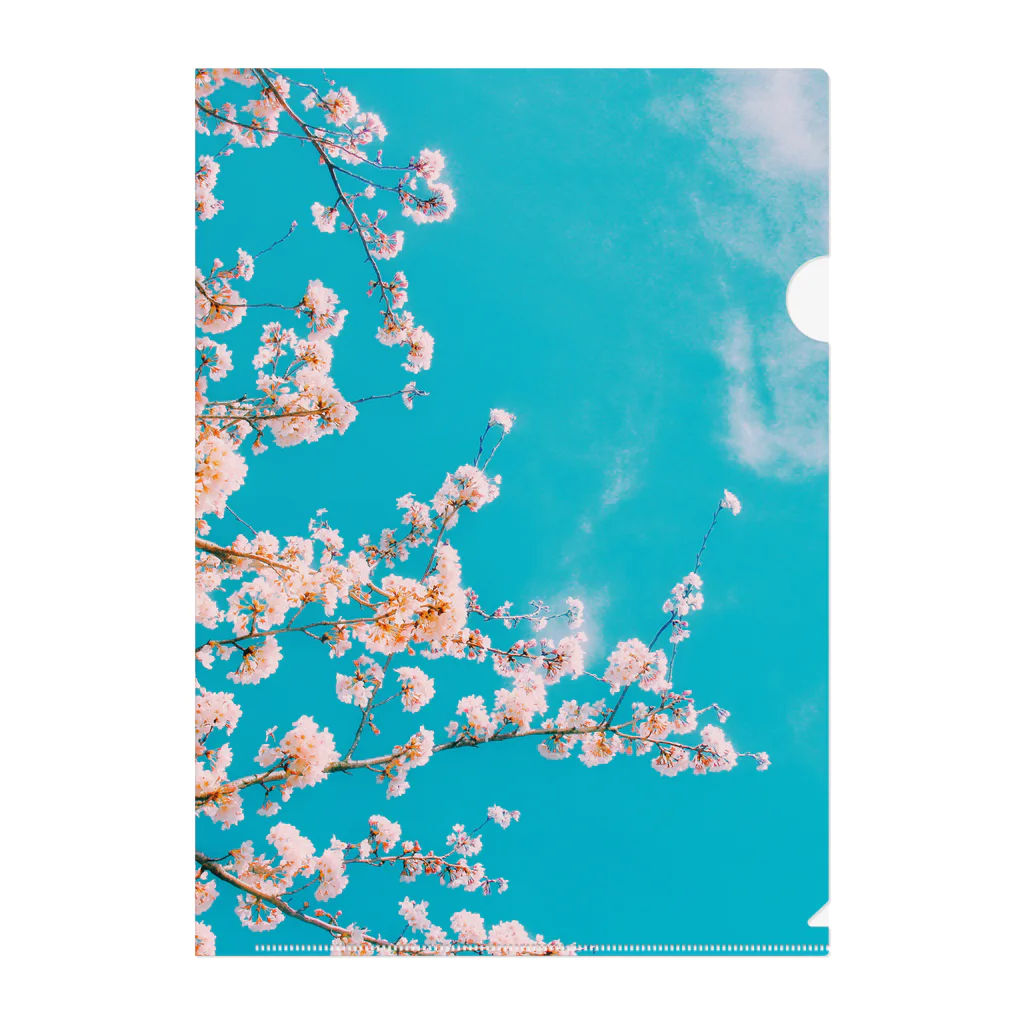 青空市場の青空と桜 Clear File Folder