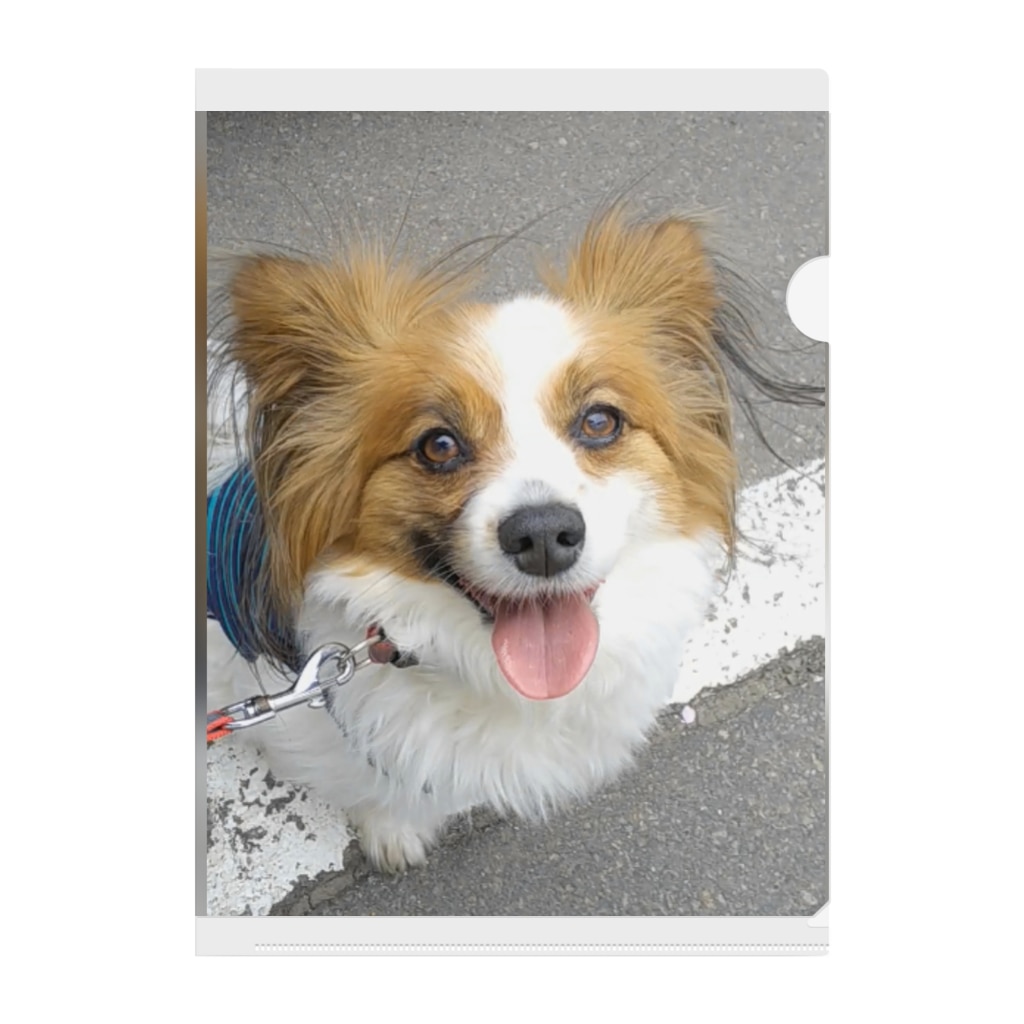 犬 パピヨン Clear File Folder By Haruyuri Suzuri 犬 パピヨン Clear File Folder By Haruyuri Suzuri