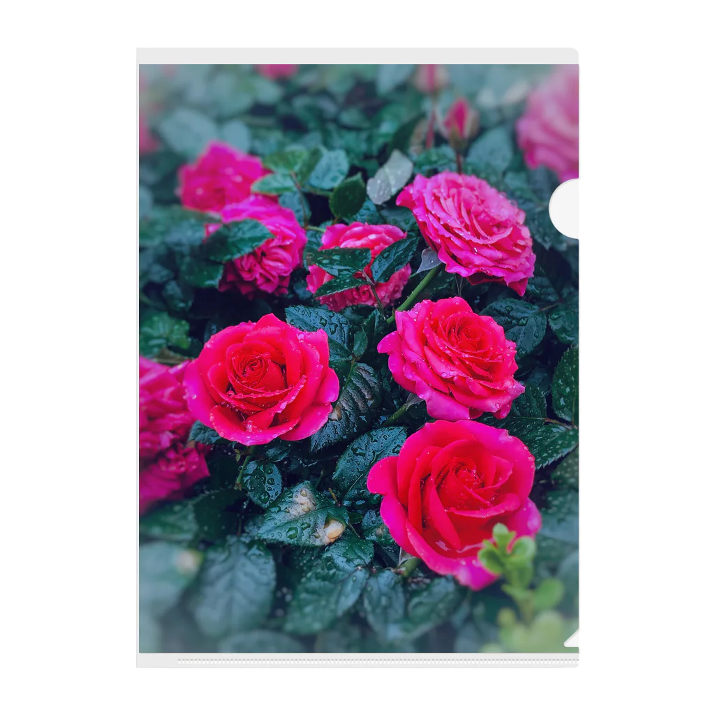ナスタチウムのお花図鑑の雨の日のバラの世界 クリアファイル