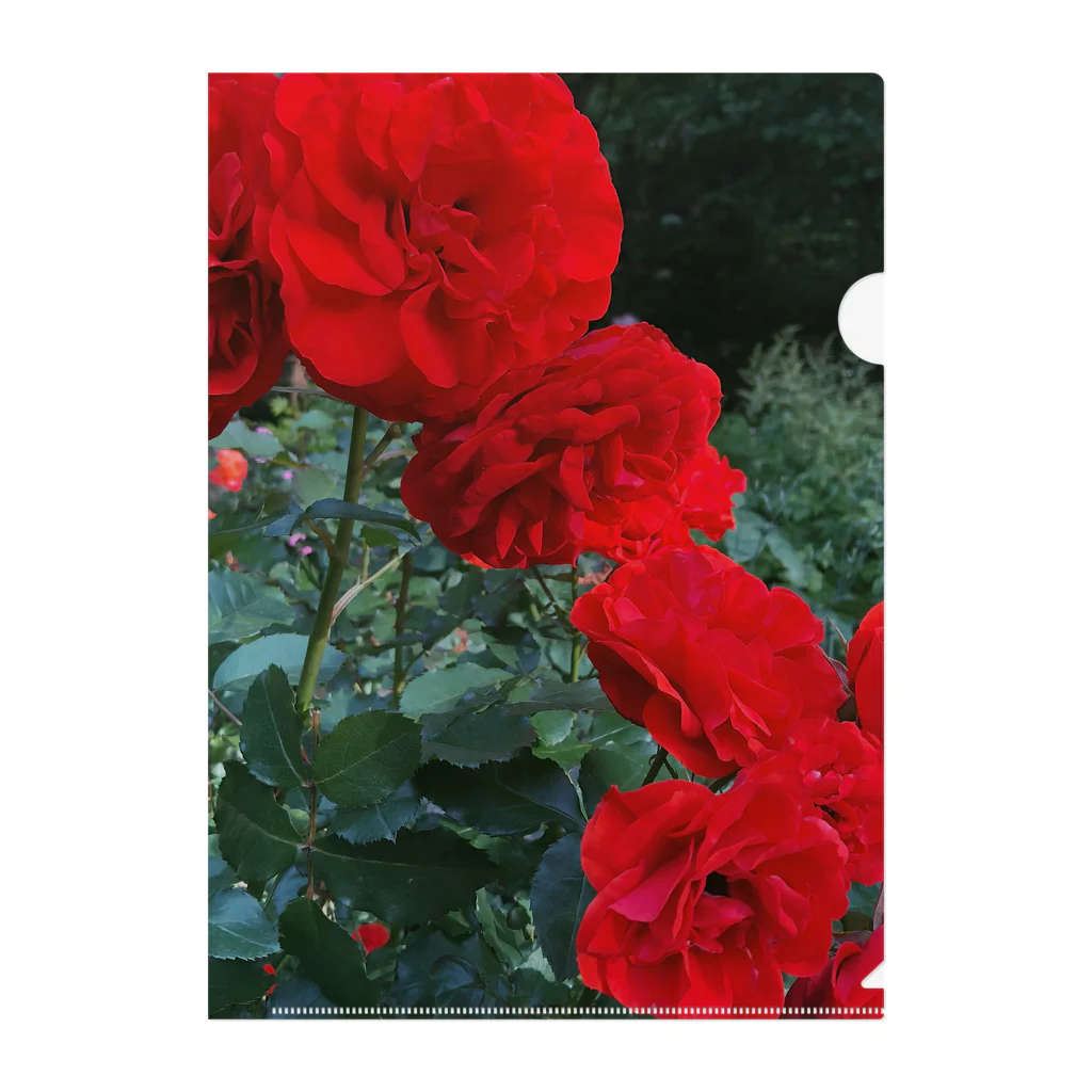 その日暮らし。の薔薇のお花 深紅 Clear File Folder