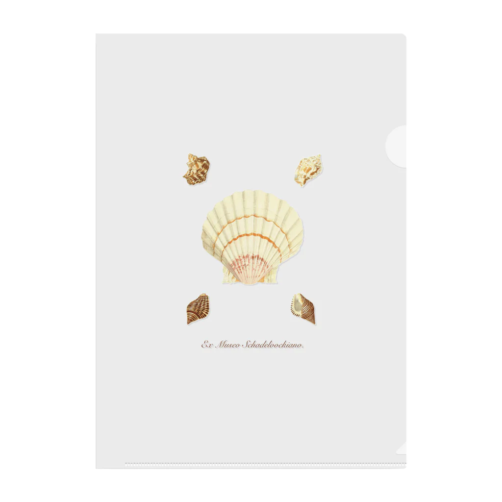 mincora.の貝がら seashells Clear File Folder