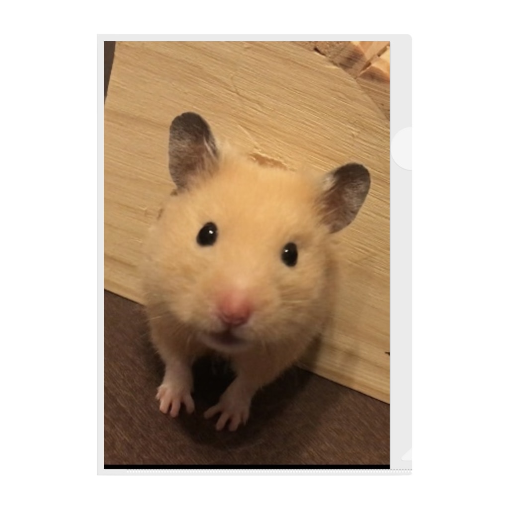 キンクマハムスター 香ちゃん 香色のハムスター Color Of Kou のクリアファイル通販 Suzuri スズリ キンクマハムスター 香ちゃん 香色のハムスター Color Of Kou のクリアファイル通販 Suzuri スズリ