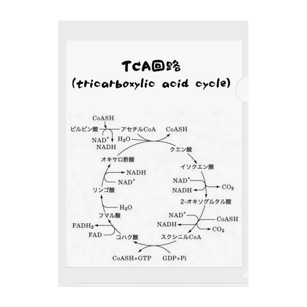 第3理科準備室のTCA回路 クリアファイル