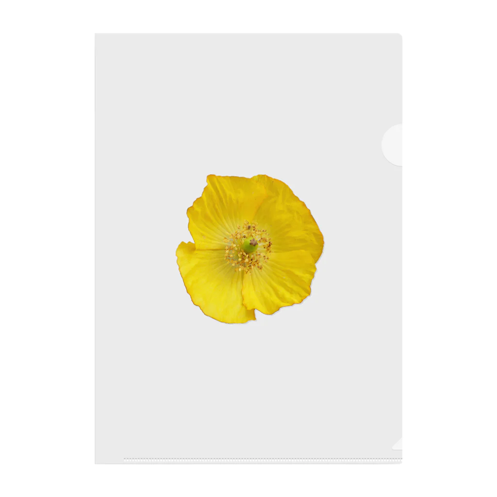 umameshiのポピーの花 / poppy flower Clear File Folder