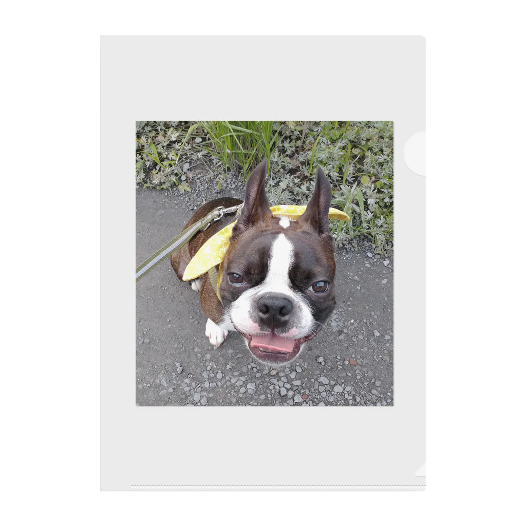 Laikathebostonterrierのおさんぽライカ2 Clear File Folder