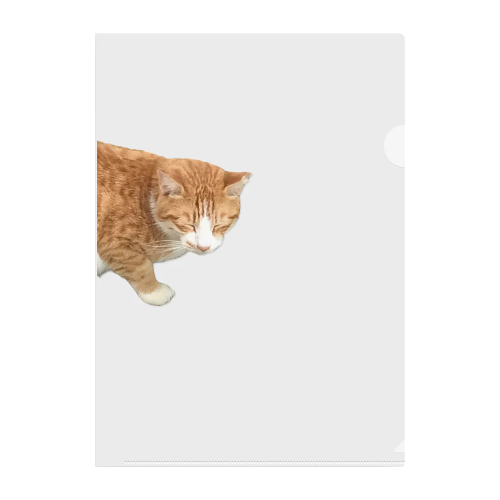 高橋のひょっこり猫 クリアファイル