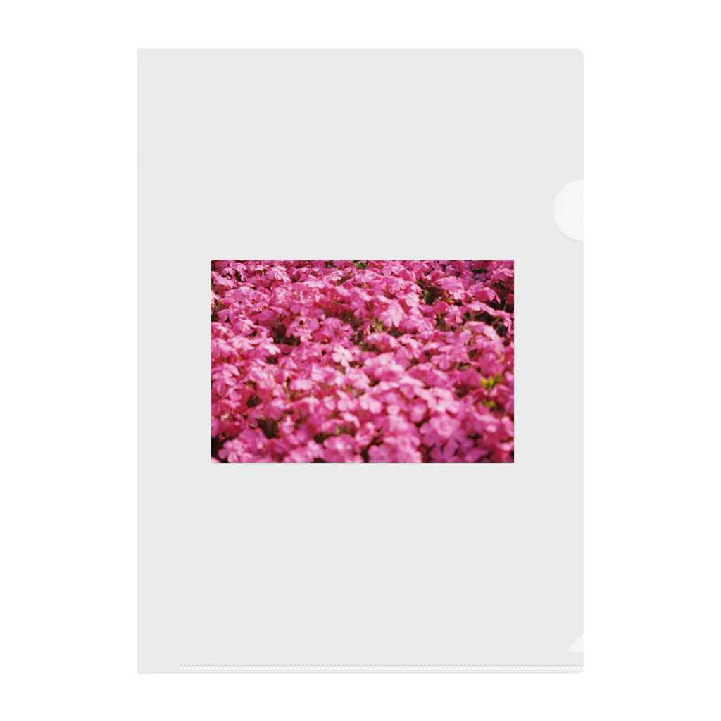 てくてく写真館の芝桜 Clear File Folder