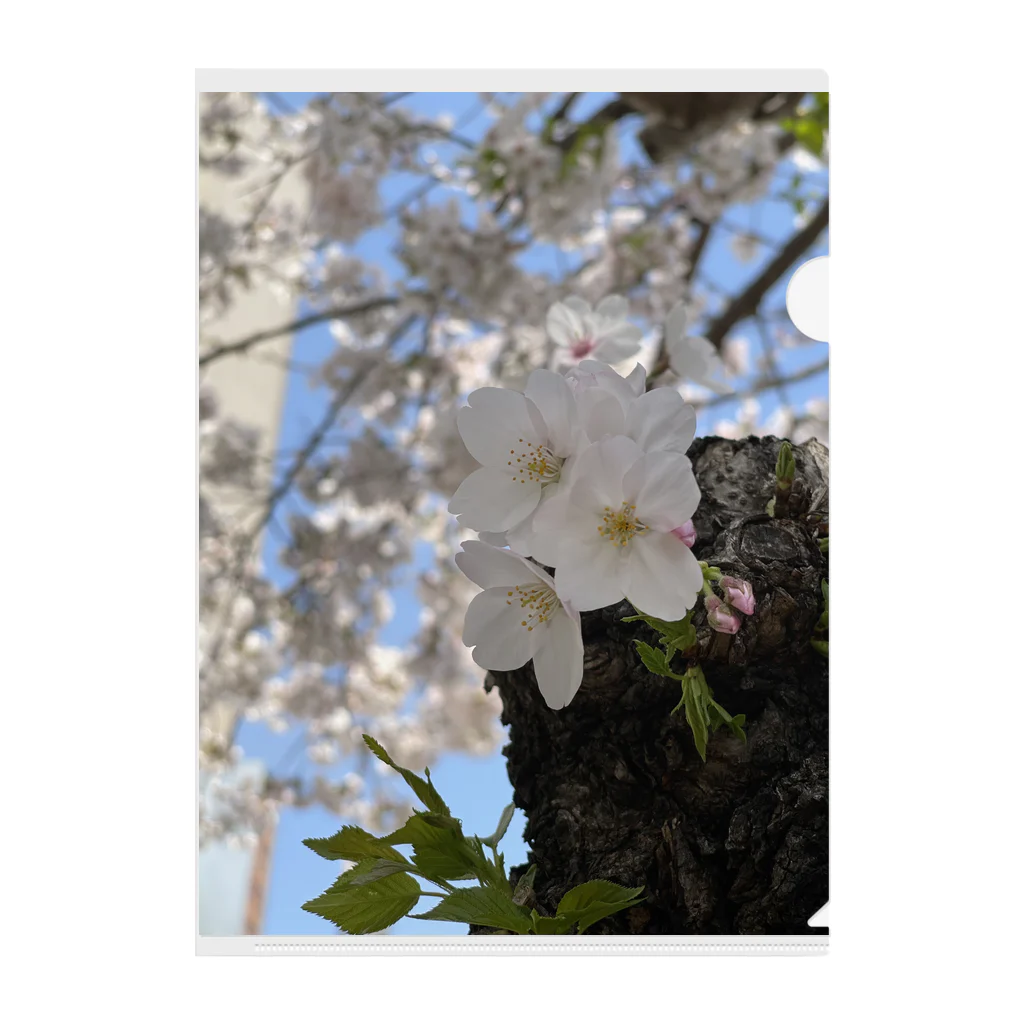 まこの見た景色の桜 クリアファイル