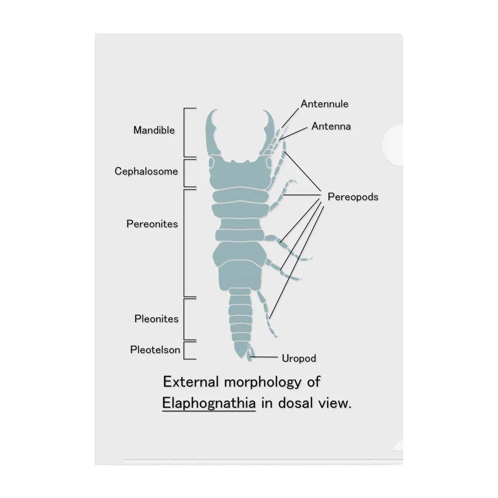 むせきつい屋さんのウミクワガタの外部形態 クリアファイル