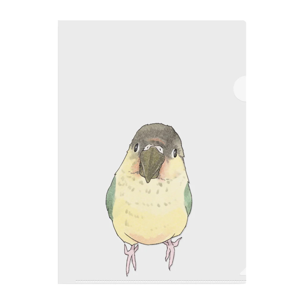 まめるりはことりの可愛いウロコメキシコインコちゃん【まめるりはことり】 Clear File Folder