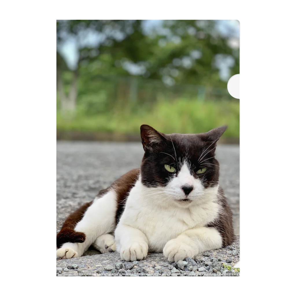 ちょろ母ねこ写真グッズのボスねこ Clear File Folder