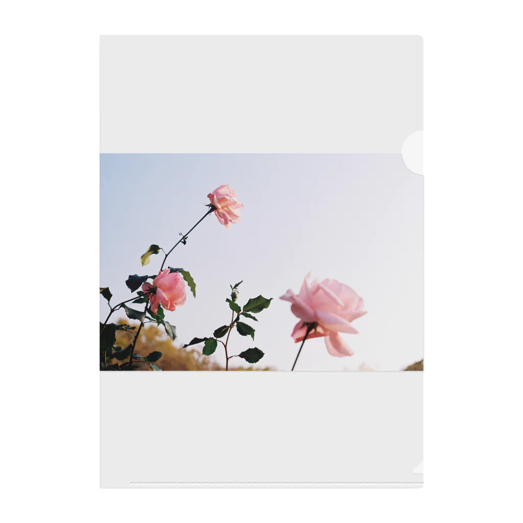 サチンカメラのバラたち Clear File Folder