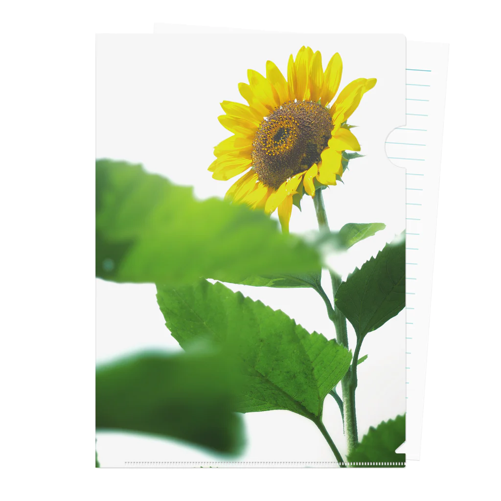 Dusk_and_DawnのSunflower02 Clear File Folder