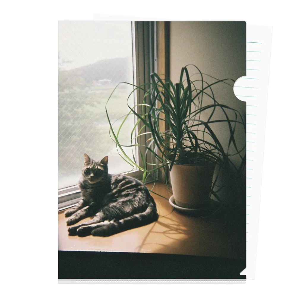 毎日ころりんの猫の写ルンです Clear File Folder