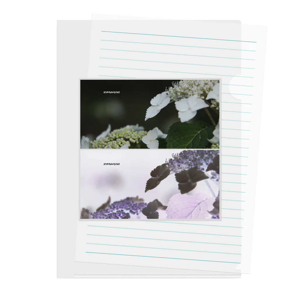 蛍石のhydrangeas Clear File Folder