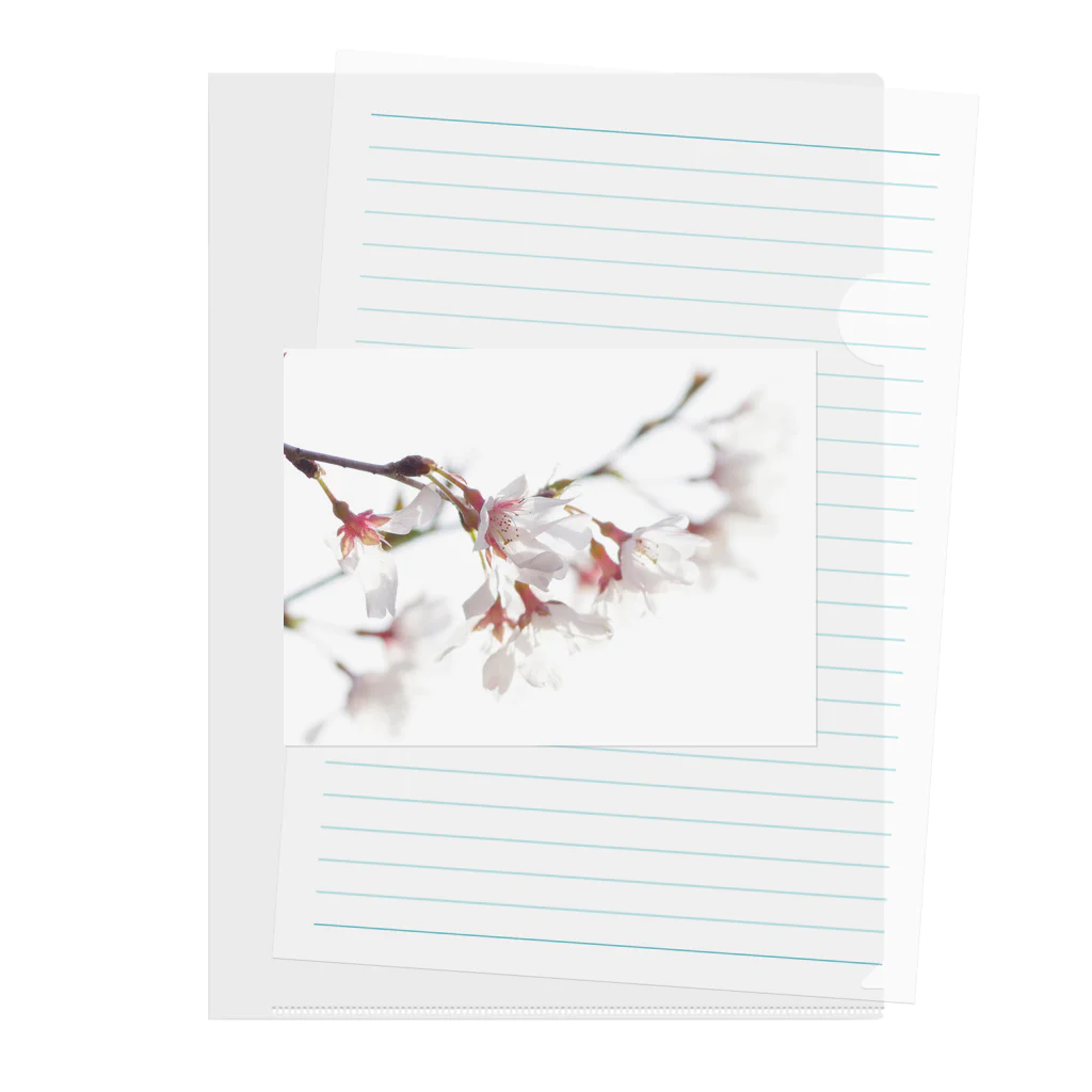 zzmatsudaの春の訪れを告げる美しい桜の花びら クリアファイル