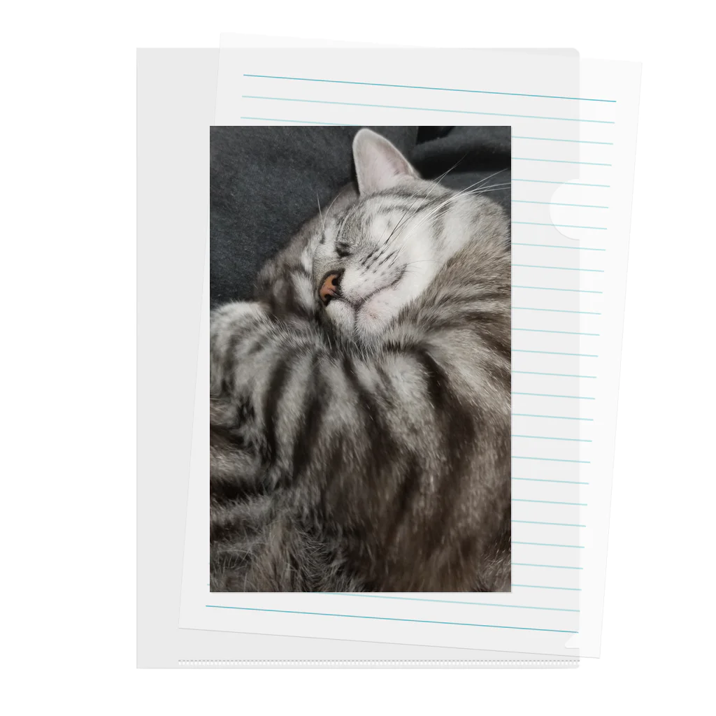 Grayのふてぶてしい猫です｡ Clear File Folder