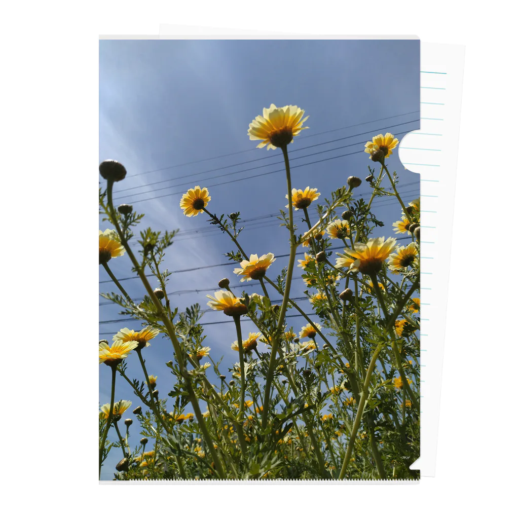 MMの黄色い春菊の花 Clear File Folder