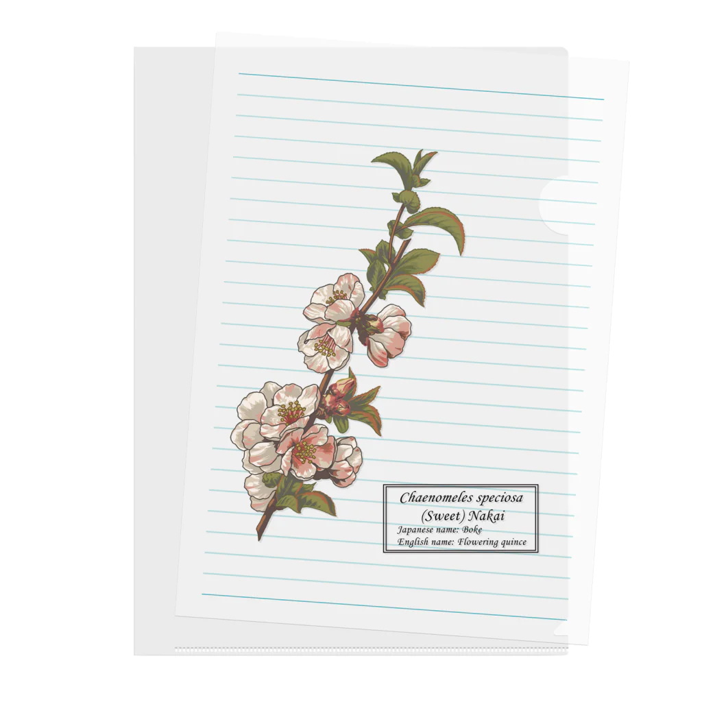 たくみのグッズショップのボケ（Chaenomeles speciosa） Clear File Folder