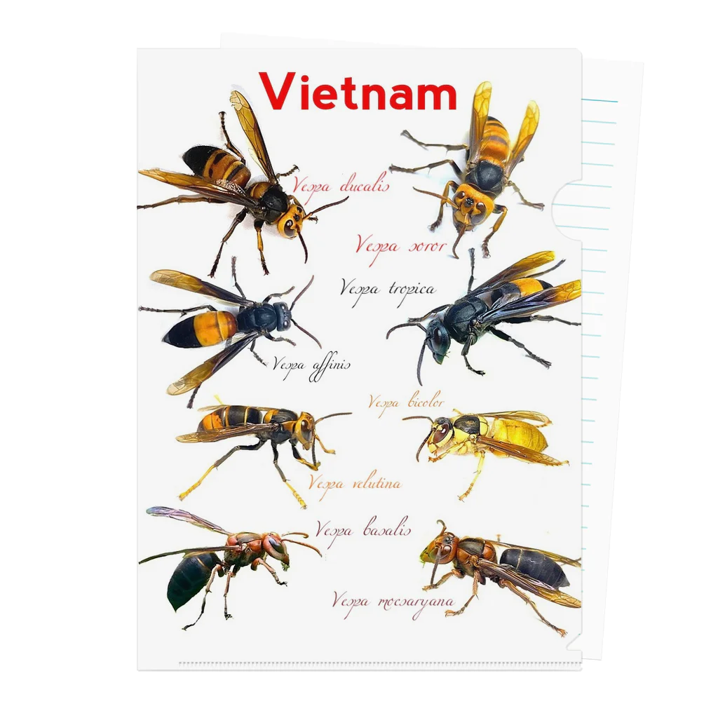 himajine8のベトナム2 Clear File Folder