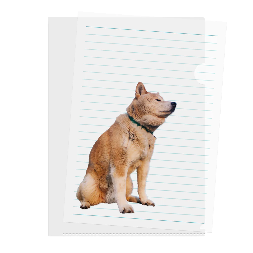 愛犬太郎のグッズの黄昏太郎【柴犬】 Clear File Folder