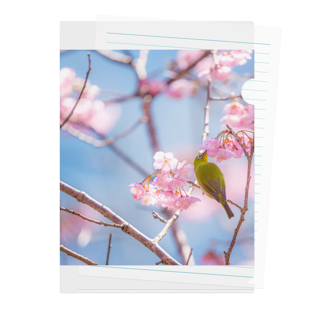 otakeの写真店の桜とメジロ クリアファイル